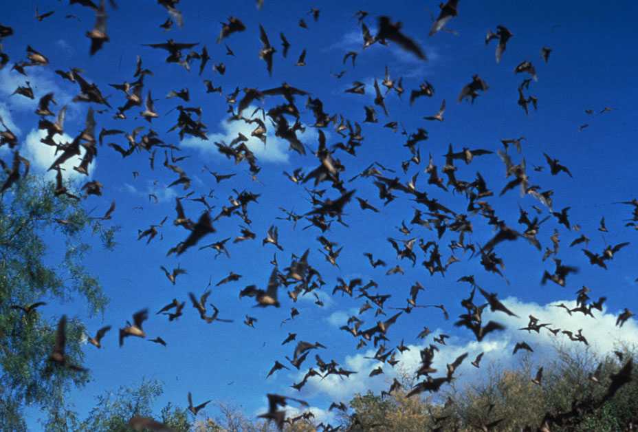 Bats