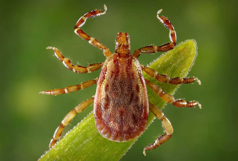 	American dog tick