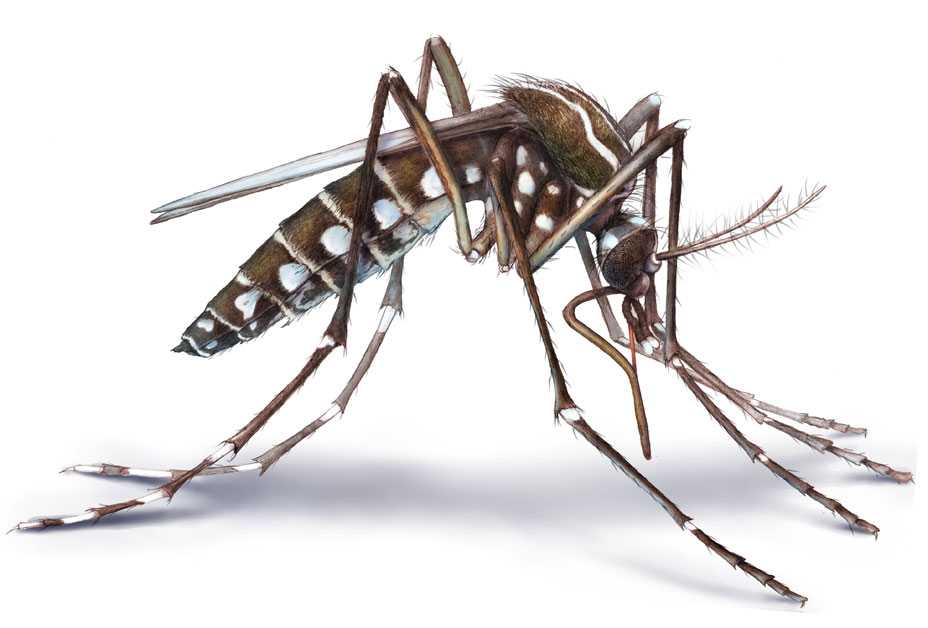 Aedes Mosquito