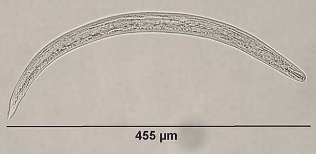 A. cantonensis larvae recovered from slugs.