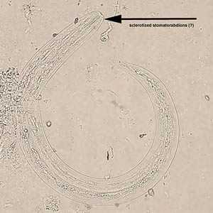 A. cantonensis larvae recovered from slugs.