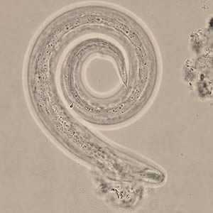 A. cantonensis larvae recovered from slugs.