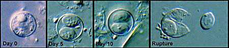 Sporulation of Cyclospora oocysts.