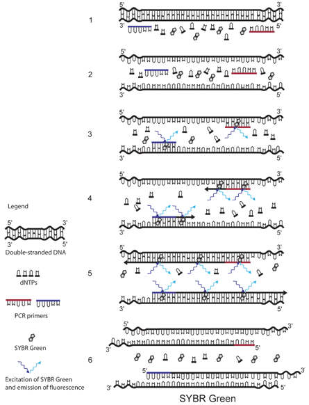 SYBR Green real-time PCR