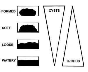 Distribution of protozoa in relation to stool consistency.