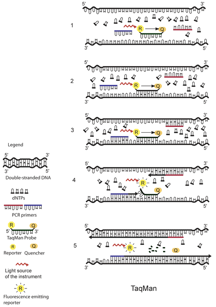 TaqMan real-time PCR