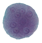 Entamoeba coli cyst