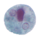 Entamoeba hartmanni cyst