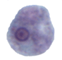 Entamoeba hartmanni trophozoite