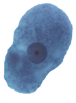 Entamoeba histolytica/dispar trophozoite