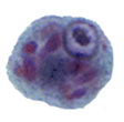 Entamoeba polecki cyst