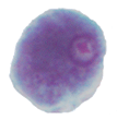 Entamoeba polecki trophozoite