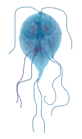 Giardia duodenalis trophozoite