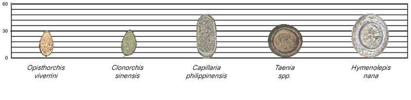 Images of Opisthorchis viverrini, Clonorchis sinensis, Capillaria philippinensis, Taenia spp. and Hymenolepis nana  along a scale for reference.