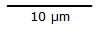 Scale for 10 micro meters