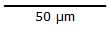 50 micrometer scale