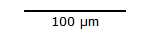 100 micrometer scale