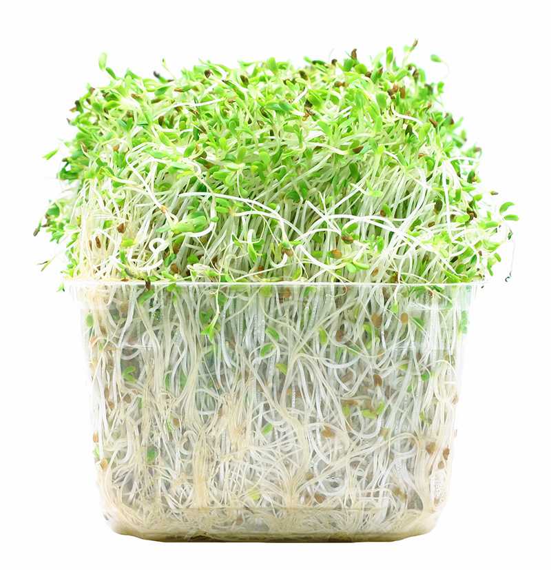 	Image of alfalfa sprouts