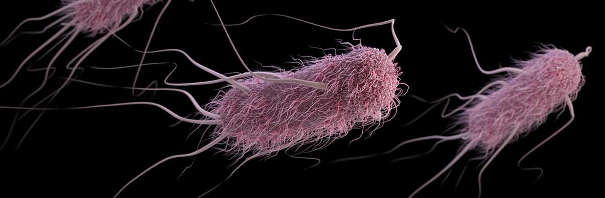 Escherichia coli