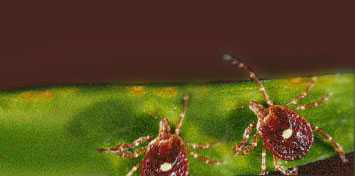 Tickborne Diseases of the U.S.