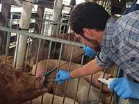 John Russow swabbing a pig's snout.