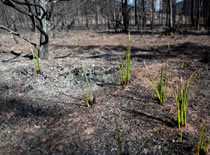 	Foto de un bosque incendiado