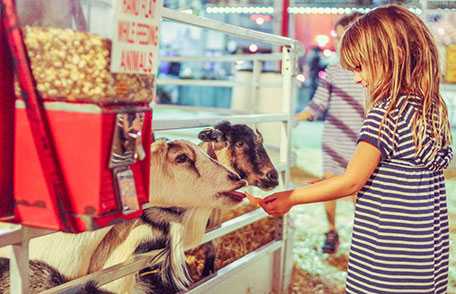 Young girl feeding goats