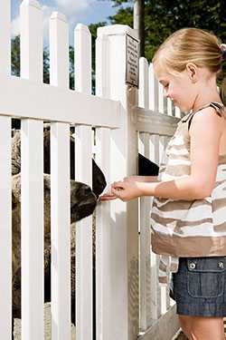 Young boy feeding goat