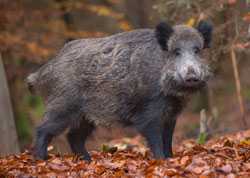 Wild boar