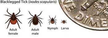 Graphic: Tick sizes