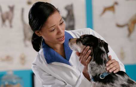 Veterinarian examining dog