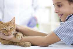 Young boy playing with cat