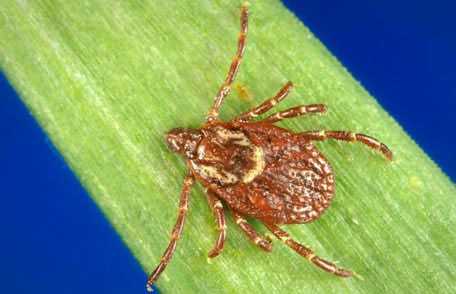 Tick on leaf