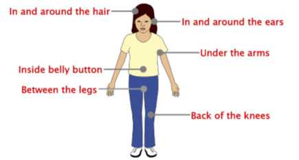 Illustration of where to check for ticks