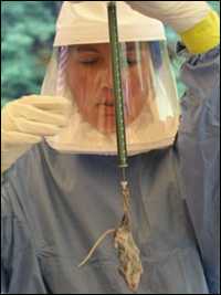 Field biologist weighs a deer mouse in a hantavirus investigation.