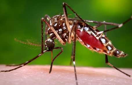 Aedes aegypti mosquito 