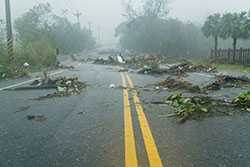 Street with downed trees