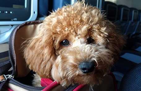 Dog on airplane