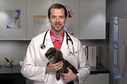 Veterinarian with dog