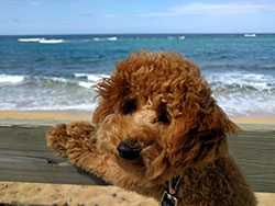 Dog at the beach