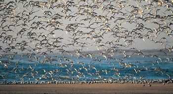 Las aves acuáticas silvestres, en particular los patos silvestres, gansos, cisnes, gaviotas, aves costeras y golondrinas de mar, son los huéspedes naturales de todos los tipos conocidos de virus de la influenza A.