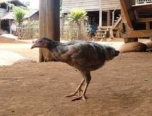 La influenza aviar es la enfermedad causada por la infección del virus de la influenza (gripe) aviar (de aves) tipo A.