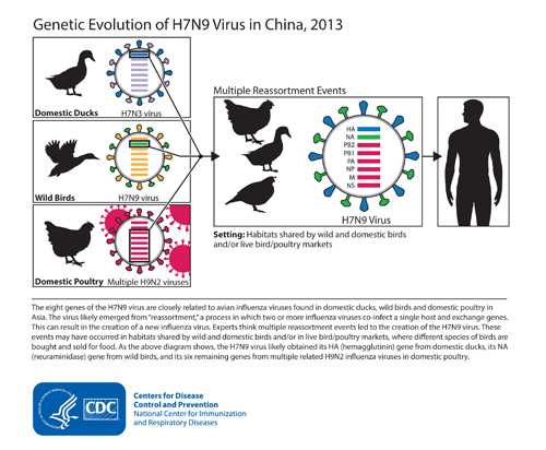 This diagram depicts the origins of the H7N9 virus from China and shows how the virus's genes came from other influenza viruses in birds.