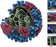 Vista en 3D -- Completa, con corte y referencias. Representación gráfica de la biología y la estructura de un virus genérico de la influenza, y que no pertenece al virus de la influenza H1N1 2009.