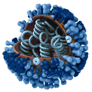 3D View -- Full Sliced. Graphical representation of the biology and structure of a generic influenza virus, and are not specific to the 2009 H1N1 virus.