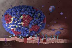 Información sobre el contagio de la influenza: el virus de la influenza compromete las células de las vías respiratorias