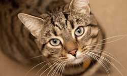 Influenza A viruses are found in many animals including cats.