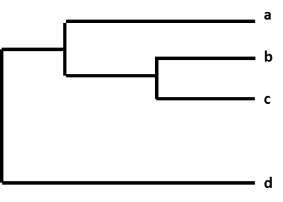 Figure. A phylogenetic tree.