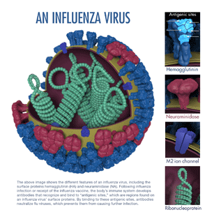 An influenza virus