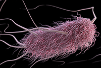 	E. coli